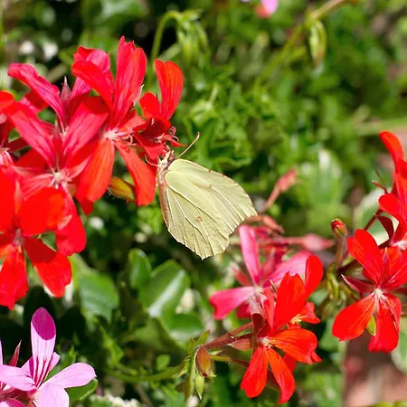 Pensión Gaestehaus Herrmann